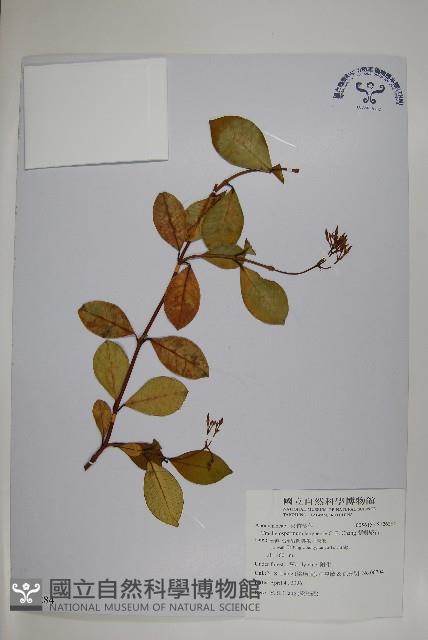 蘭嶼絡石藏品圖，第1張