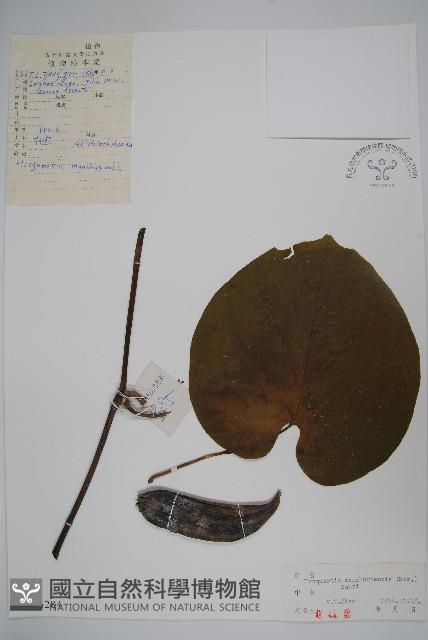 木通馬兜鈴藏品圖，第1張