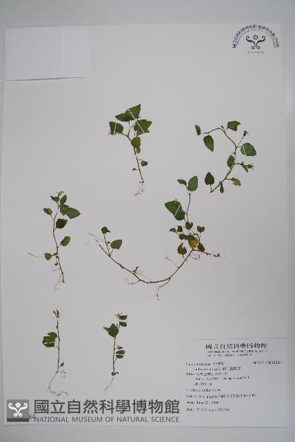 圓葉山梗菜藏品圖，第1張