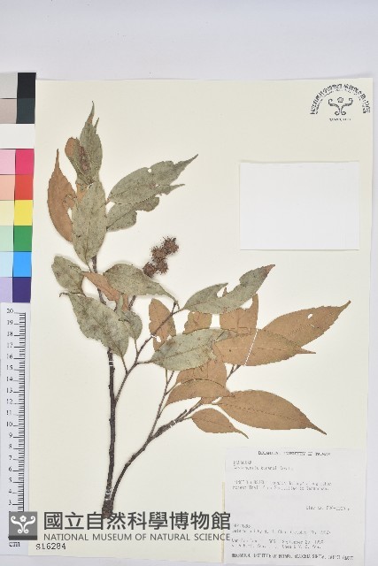 細刺苦櫧、草野錐果藏品圖，第1張