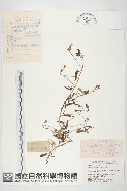 田旋花藏品圖，第1張