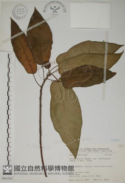 牛乳榕藏品圖，第1張