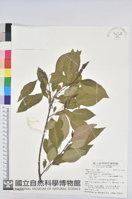 白臼藏品圖，第1張