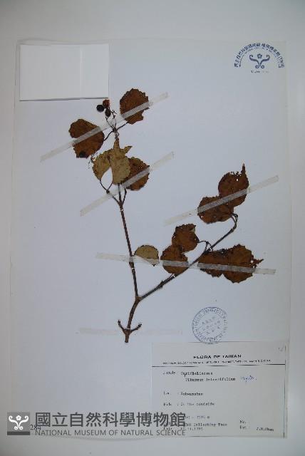 玉山糯米樹、狹葉糯米樹藏品圖，第1張