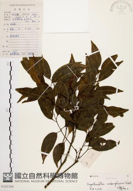 黃杞藏品圖，第1張