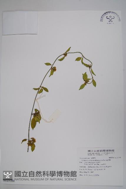 武靴藤藏品圖，第1張