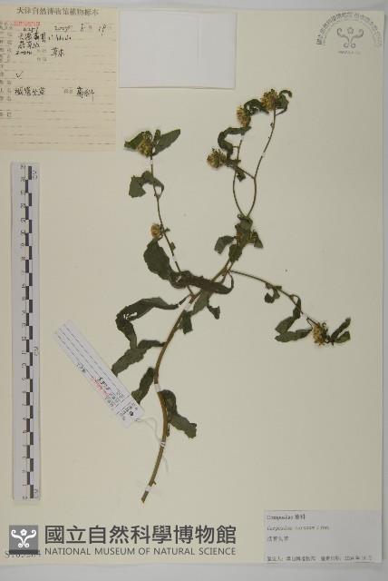 杓兒菜藏品圖，第1張