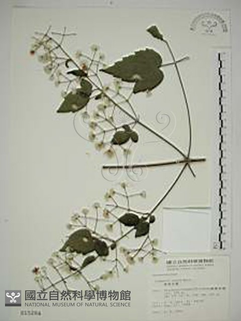 串鼻龍藏品圖，第1張