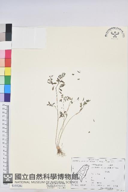 小返魂藏品圖，第1張