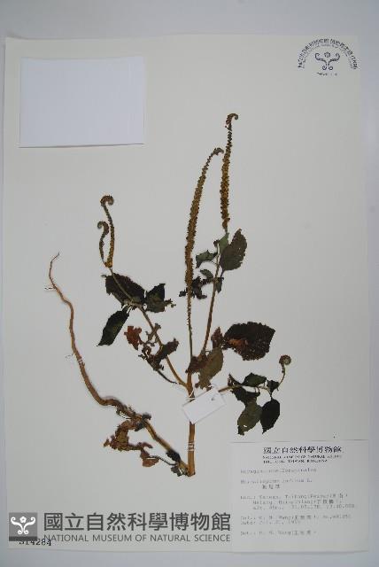 狗尾草藏品圖，第1張