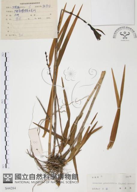 葦草蘭、鳥仔花、竹葉蘭藏品圖，第1張