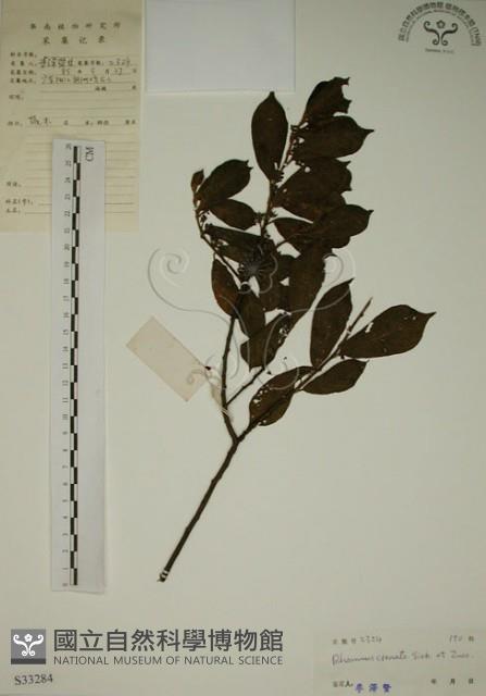 鈍齒鼠李藏品圖，第1張