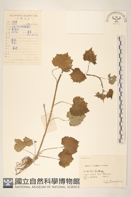 蒲兒根藏品圖，第1張