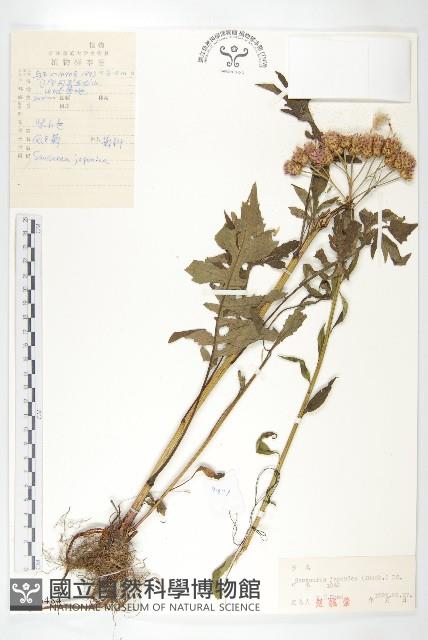 鳳毛菊藏品圖，第1張