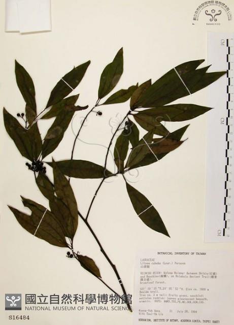 山胡椒藏品圖，第1張