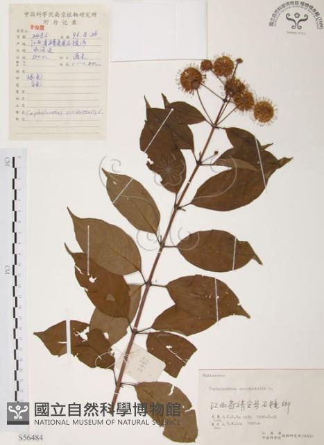 風箱樹藏品圖，第1張