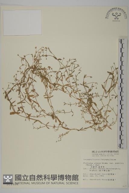 天蓬草、雀舌草藏品圖，第1張