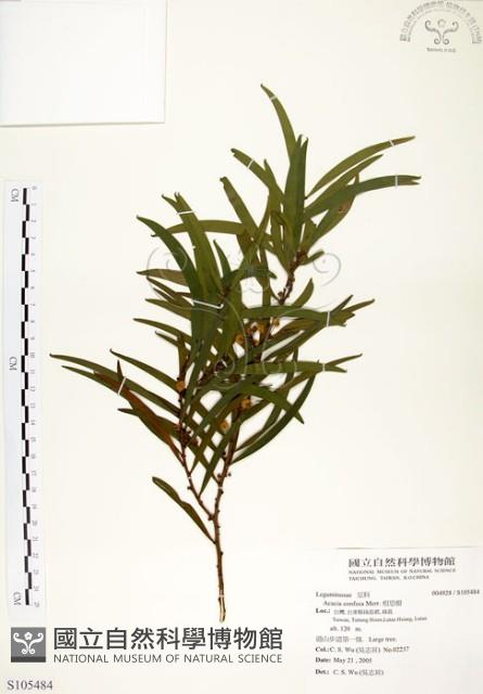 相思樹藏品圖，第1張