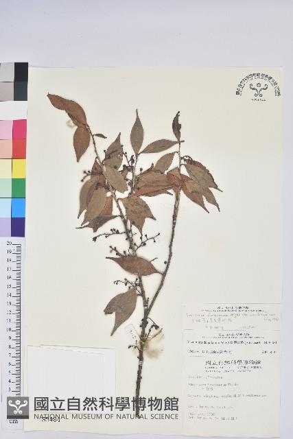 珍珠花、長尾葉越橘藏品圖，第1張