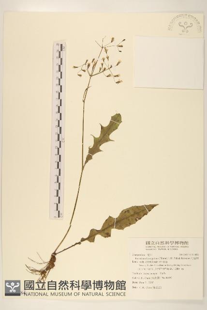 刀傷草藏品圖，第1張