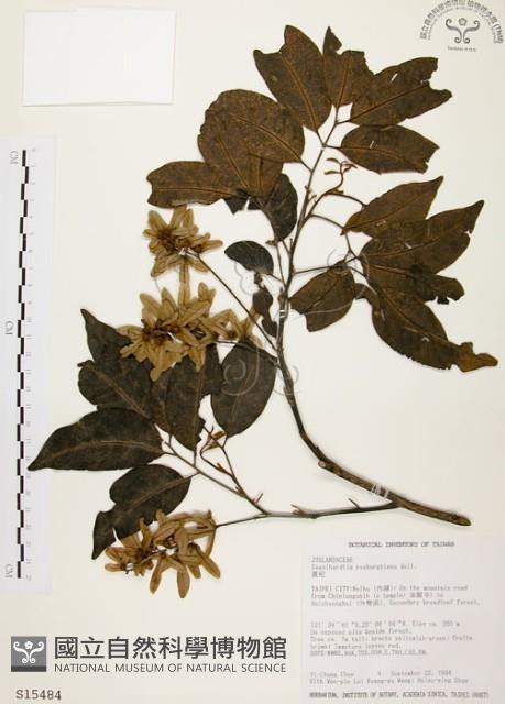 黃杞藏品圖，第1張