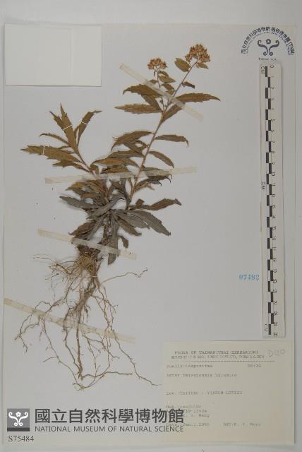 臺灣馬蘭藏品圖，第1張