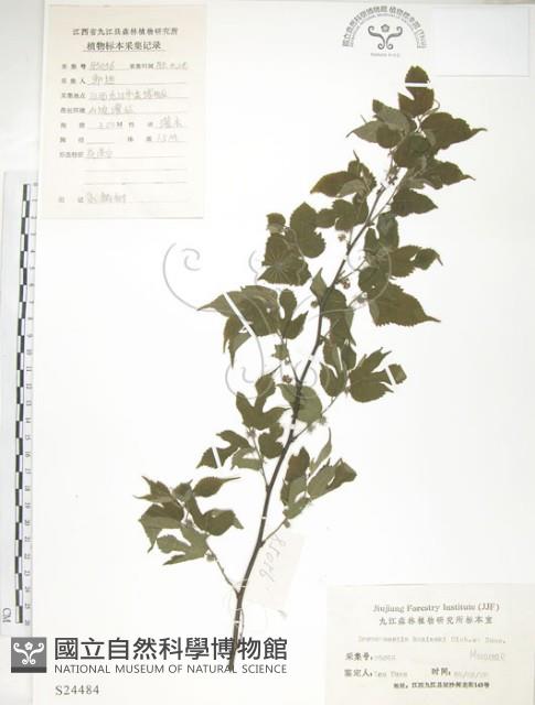 小構樹藏品圖，第1張