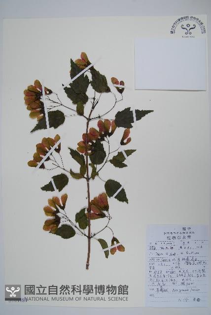 華北茶條槭藏品圖，第1張