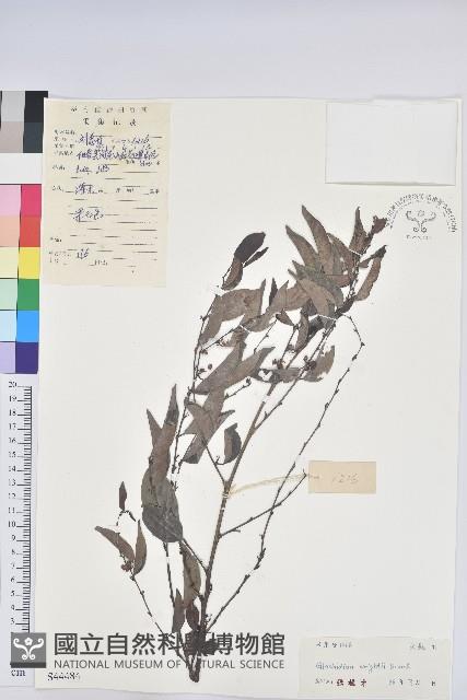 白背算盤子藏品圖，第1張