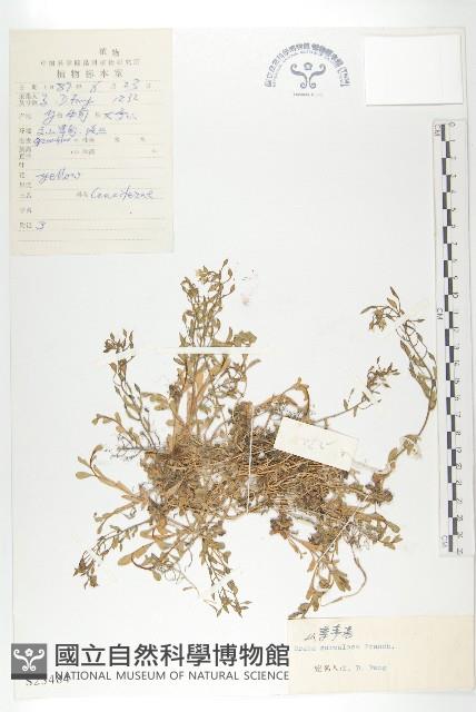 山菜葶藶藏品圖，第1張