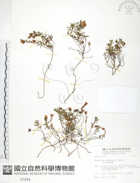 玉山金絲桃藏品圖，第1張