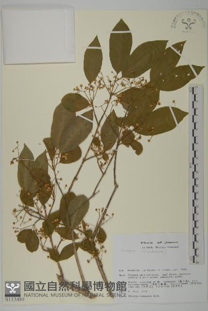 登錄號:S113484藏品圖，第1張