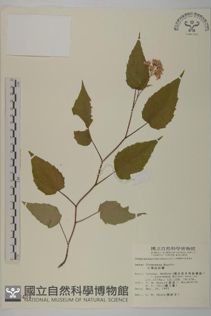 臺灣山白蘭藏品圖，第1張