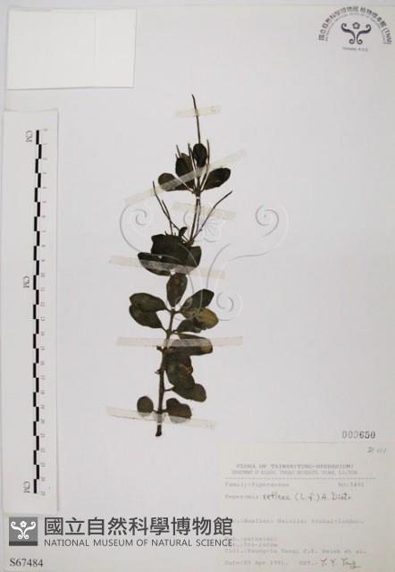 椒草藏品圖，第1張