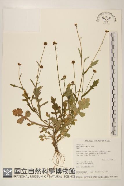 矮菊藏品圖，第1張