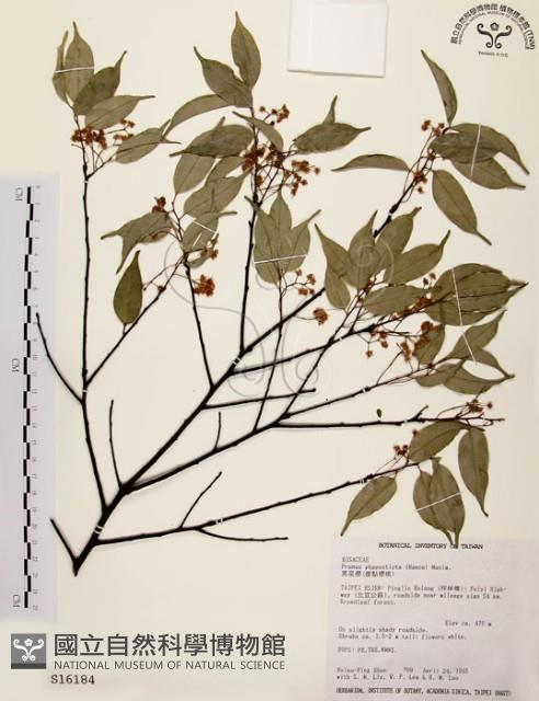 墨點櫻桃、黑星櫻藏品圖，第1張