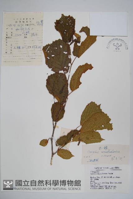 毛榛藏品圖，第1張