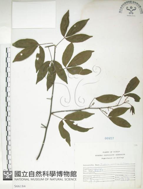 飛龍掌血藏品圖，第1張