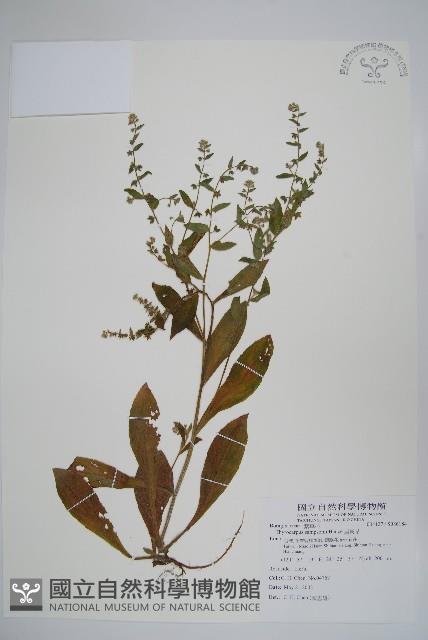 盾果草藏品圖，第1張