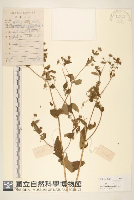 豨簽藏品圖，第1張