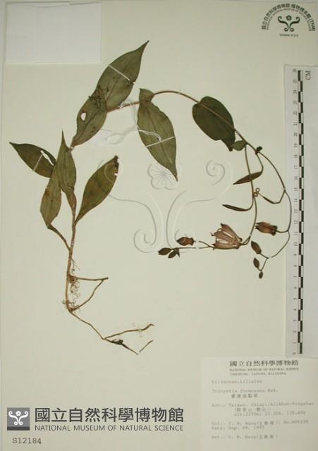 臺灣油點草藏品圖，第1張