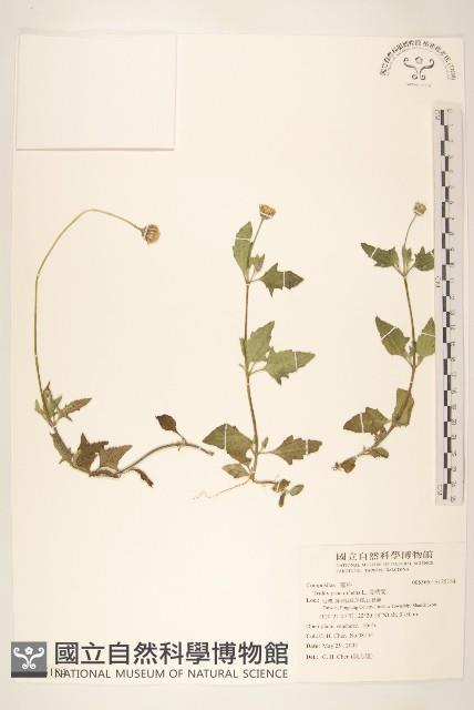 長柄菊藏品圖，第1張