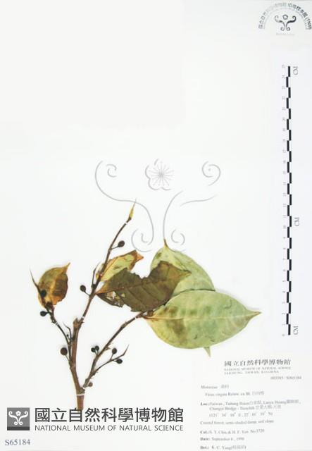 白肉榕、島榕藏品圖，第1張