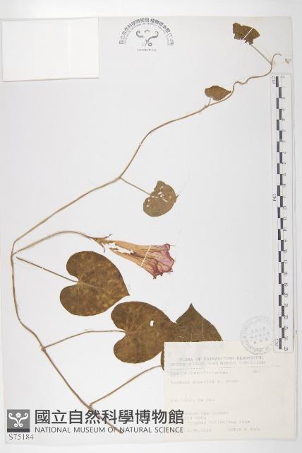 銳葉牽牛藏品圖，第1張