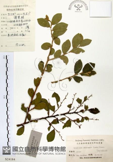 灰木藏品圖，第1張