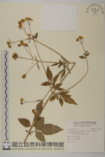 大花咸豐草藏品圖，第1張