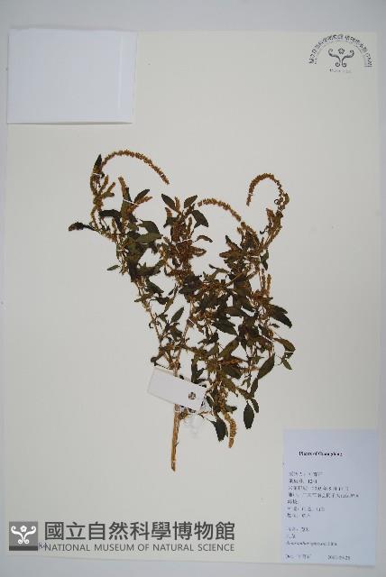 刺莧藏品圖，第1張