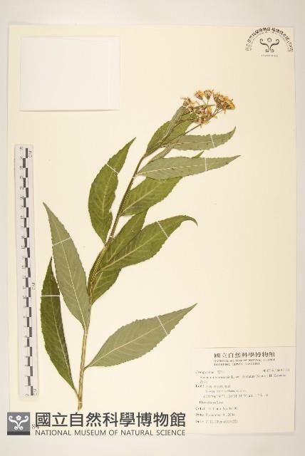 黃菀藏品圖，第1張