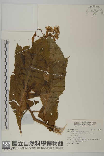 登錄號:S137184藏品圖，第1張