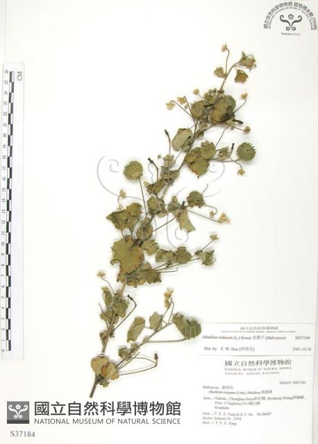 冬葵子藏品圖，第1張